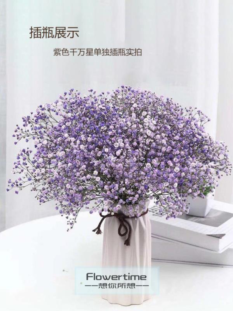 满天星干花切花A级吸色