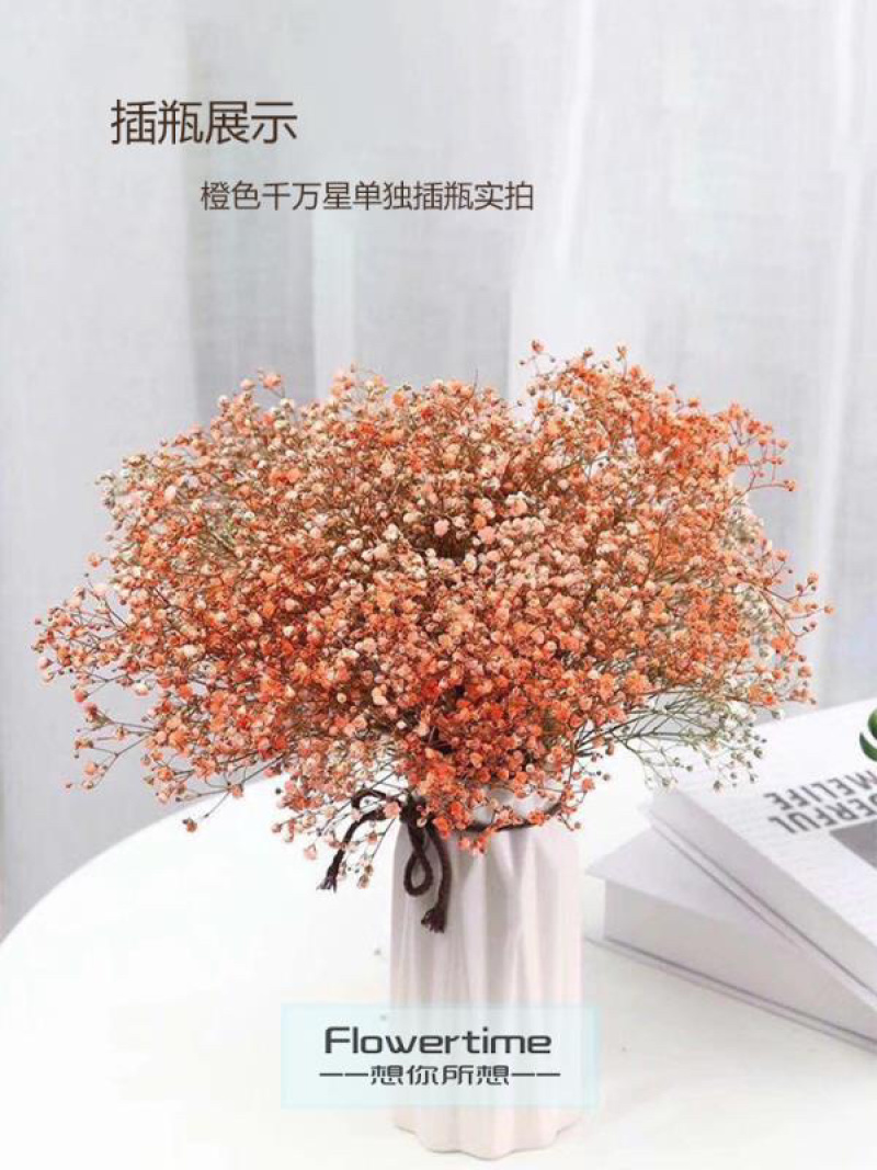 满天星干花切花A级吸色