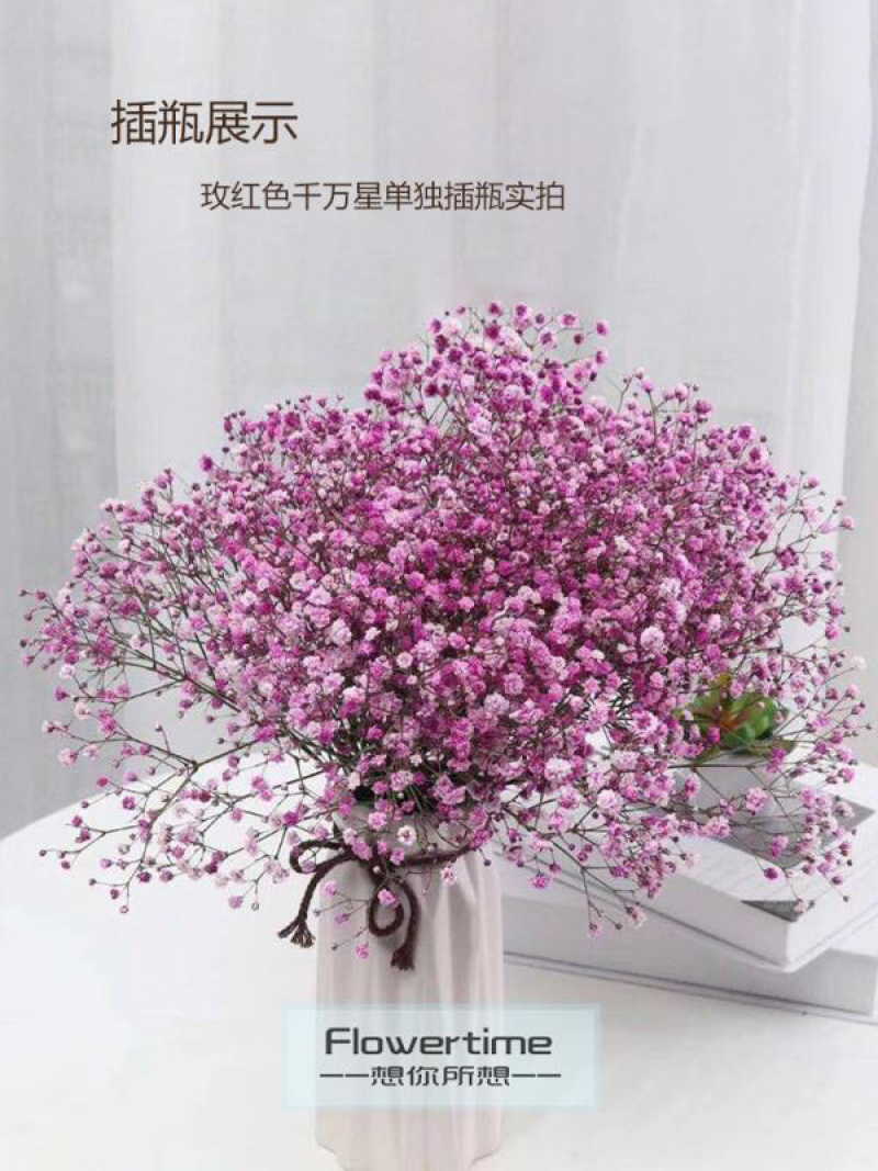 满天星干花切花A级吸色