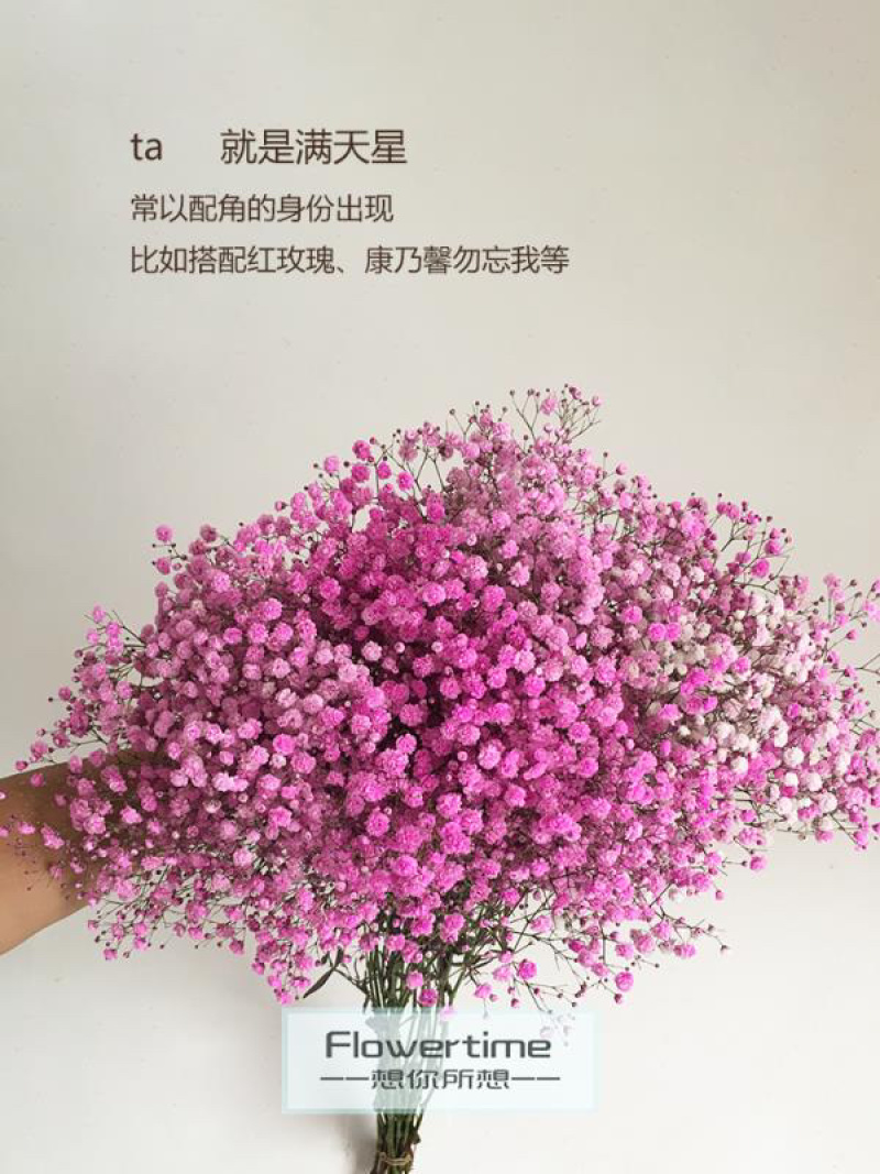 满天星干花切花A级吸色