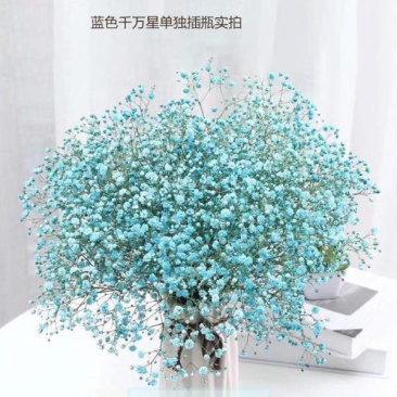满天星干花切花A级吸色