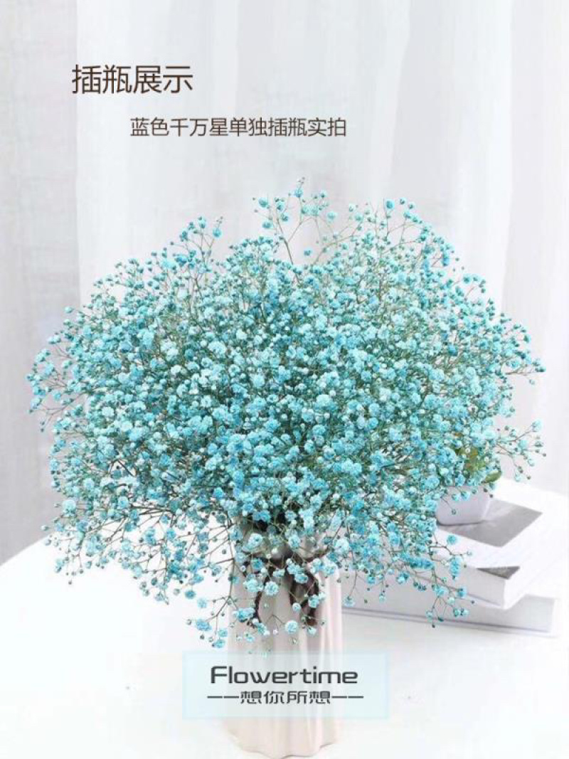 满天星干花切花A级吸色