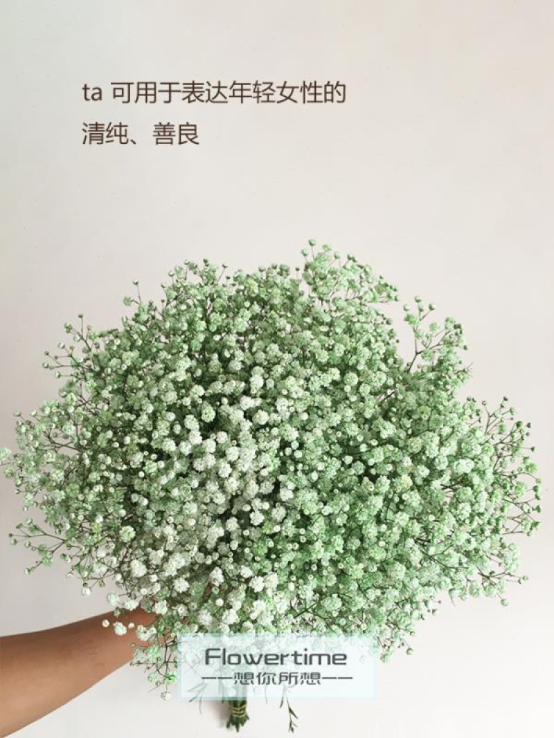 满天星干花切花A级吸色