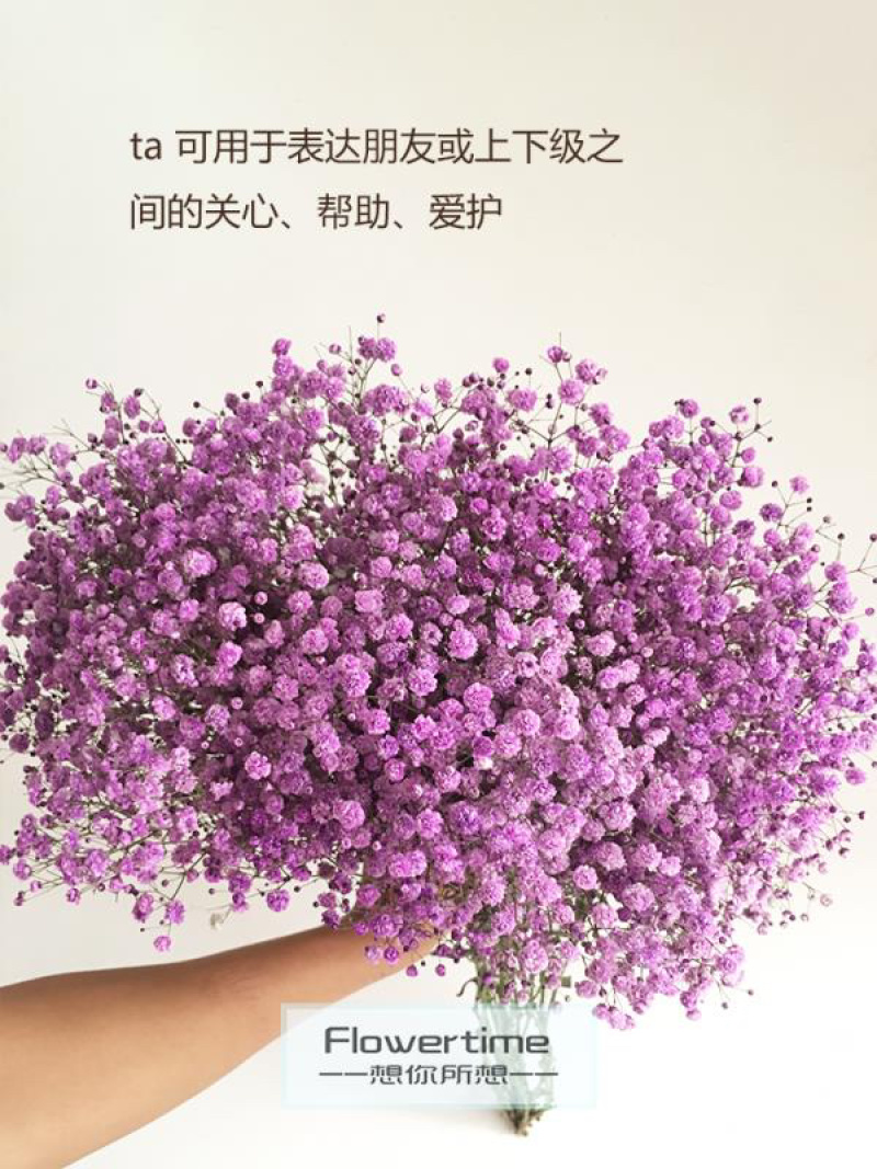 满天星干花切花A级吸色
