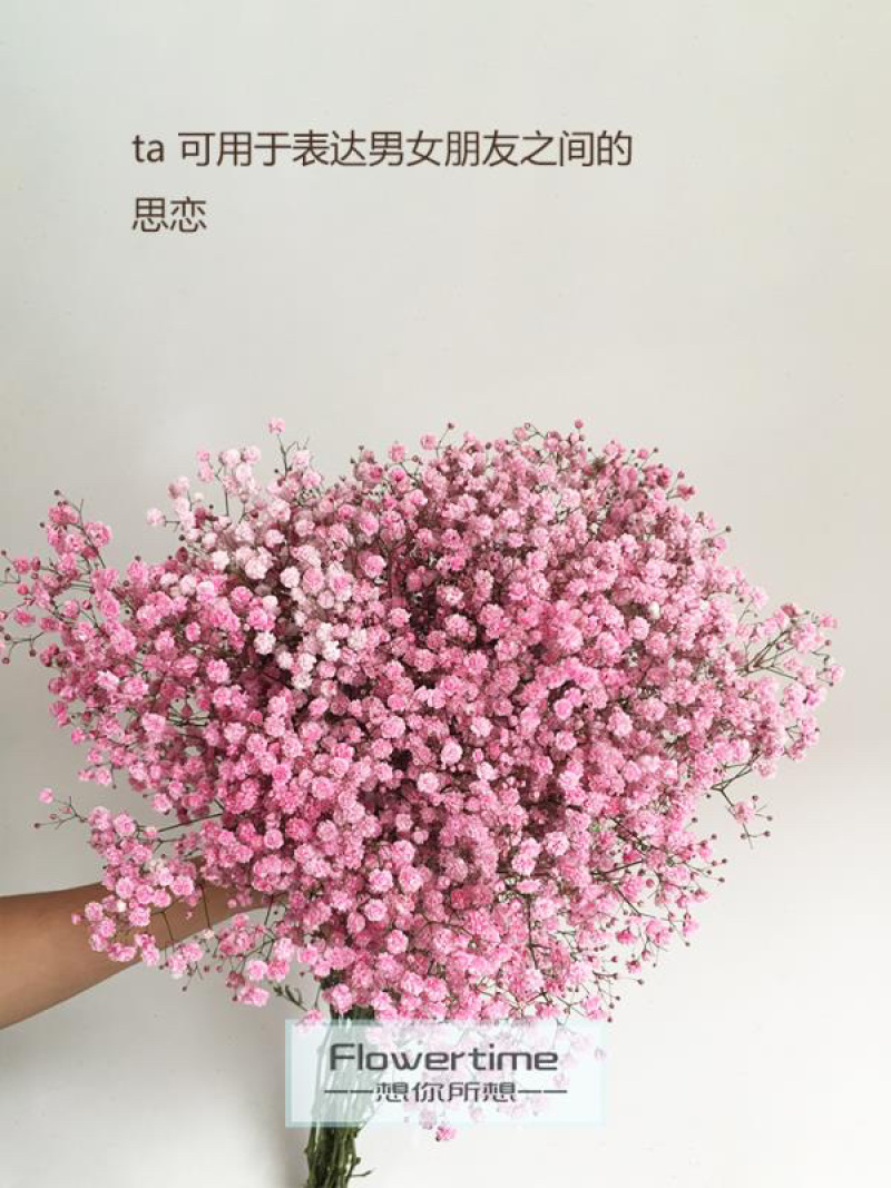 满天星干花切花A级吸色