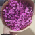 满天星切花干花吸色A级