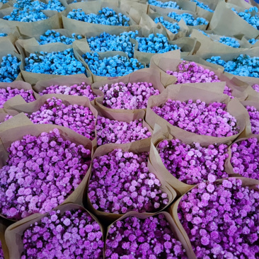 满天星切花干花吸色A级