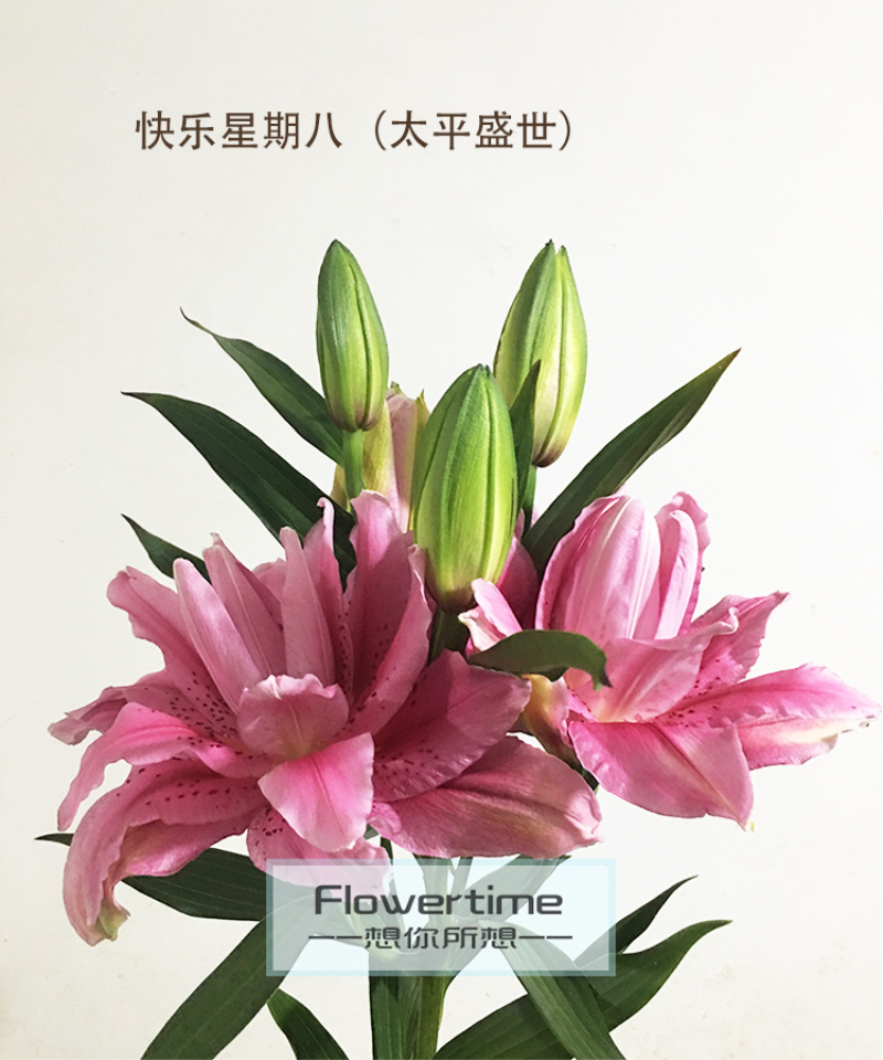 各种稀有百合，颜色齐全，级别多鲜花切花