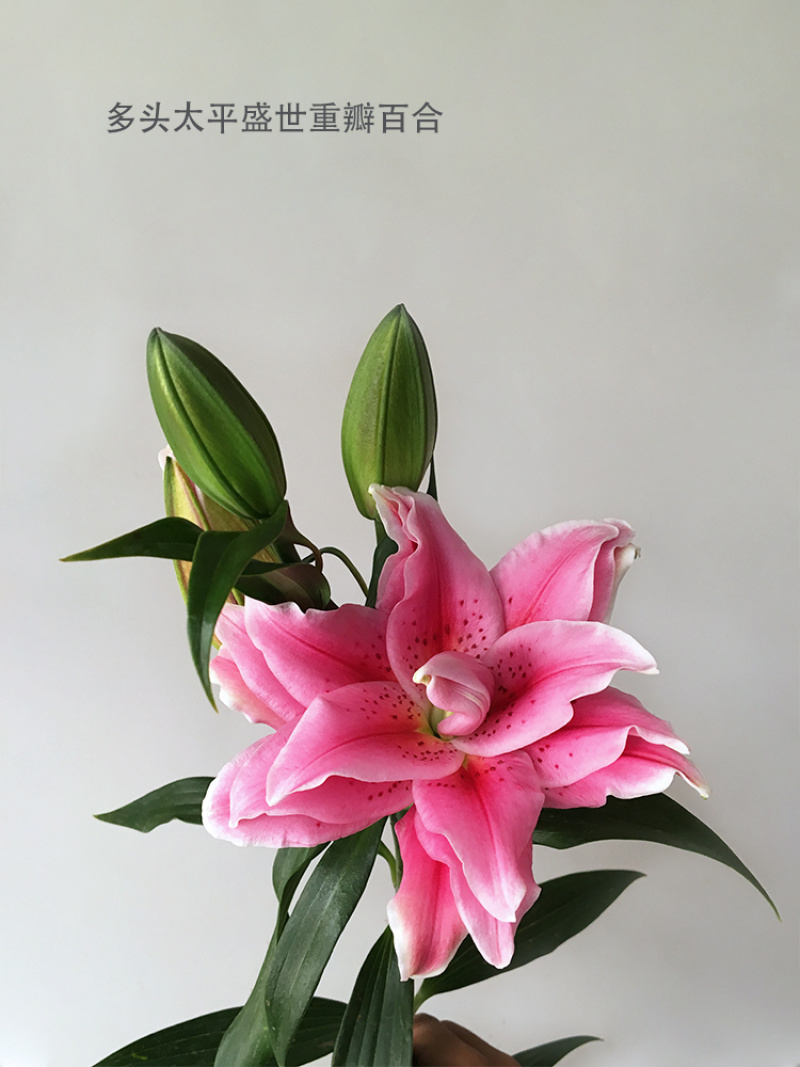 各种稀有百合，颜色齐全，级别多鲜花切花