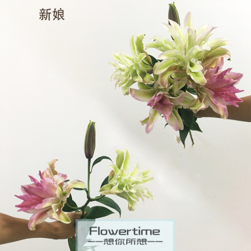 各种稀有百合，颜色齐全，级别多鲜花切花