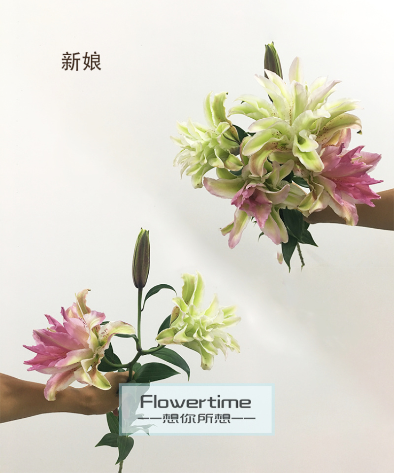 各种稀有百合，颜色齐全，级别多鲜花切花