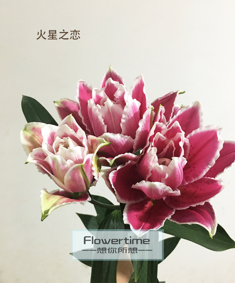 各种稀有百合，颜色齐全，级别多鲜花切花