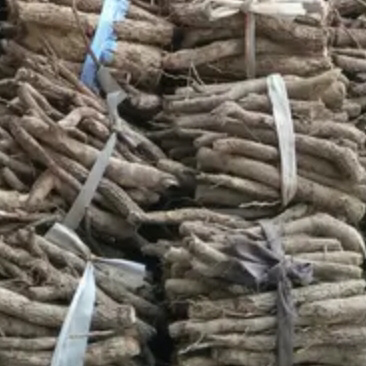 泡桐根四倍体泡桐根河南泡桐根泡桐根基地批发