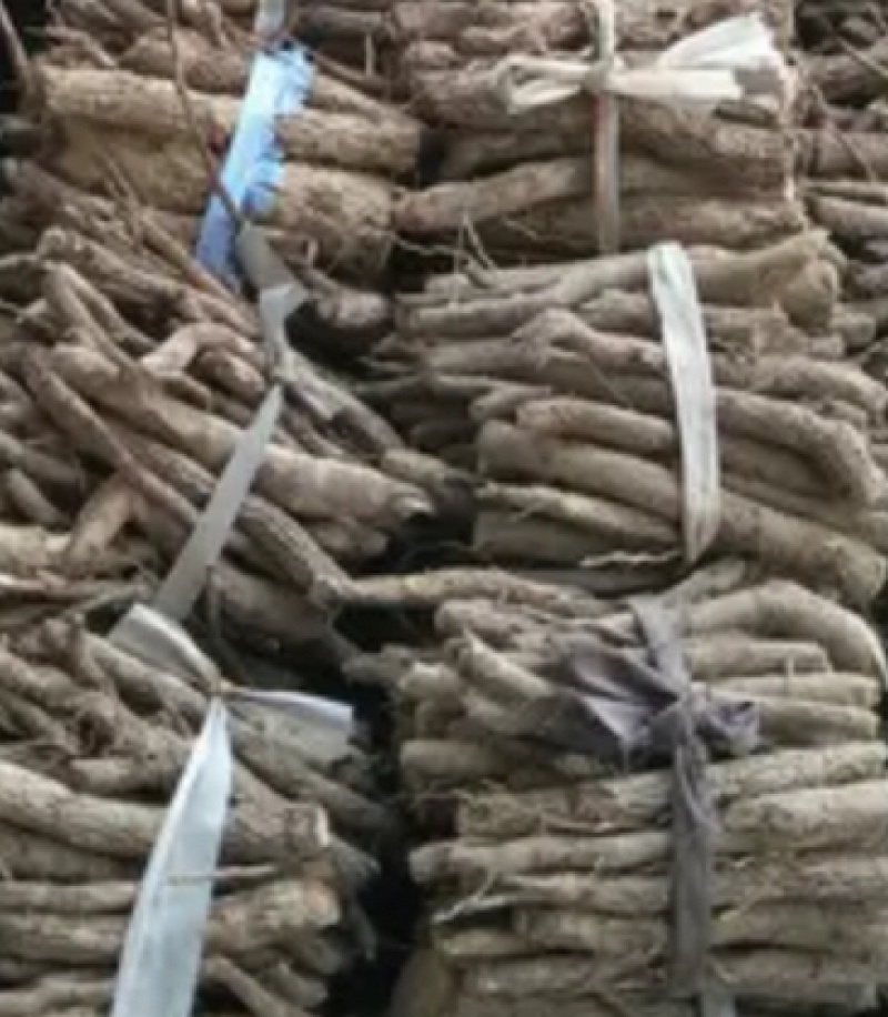 泡桐根四倍体泡桐根河南泡桐根泡桐根基地批发