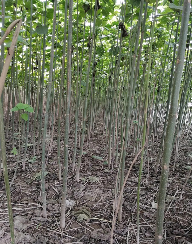 泡桐根四倍体泡桐根河南泡桐根泡桐根基地批发