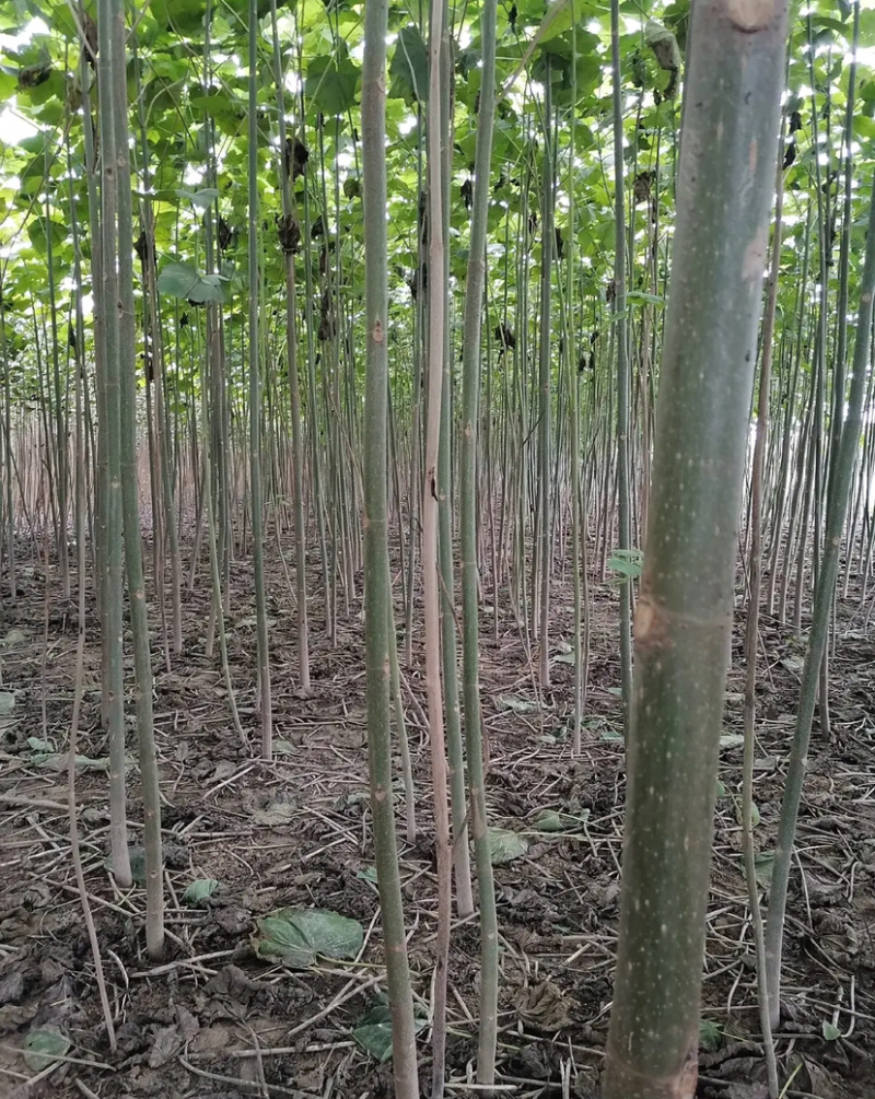 泡桐根四倍体泡桐根河南泡桐根泡桐根基地批发