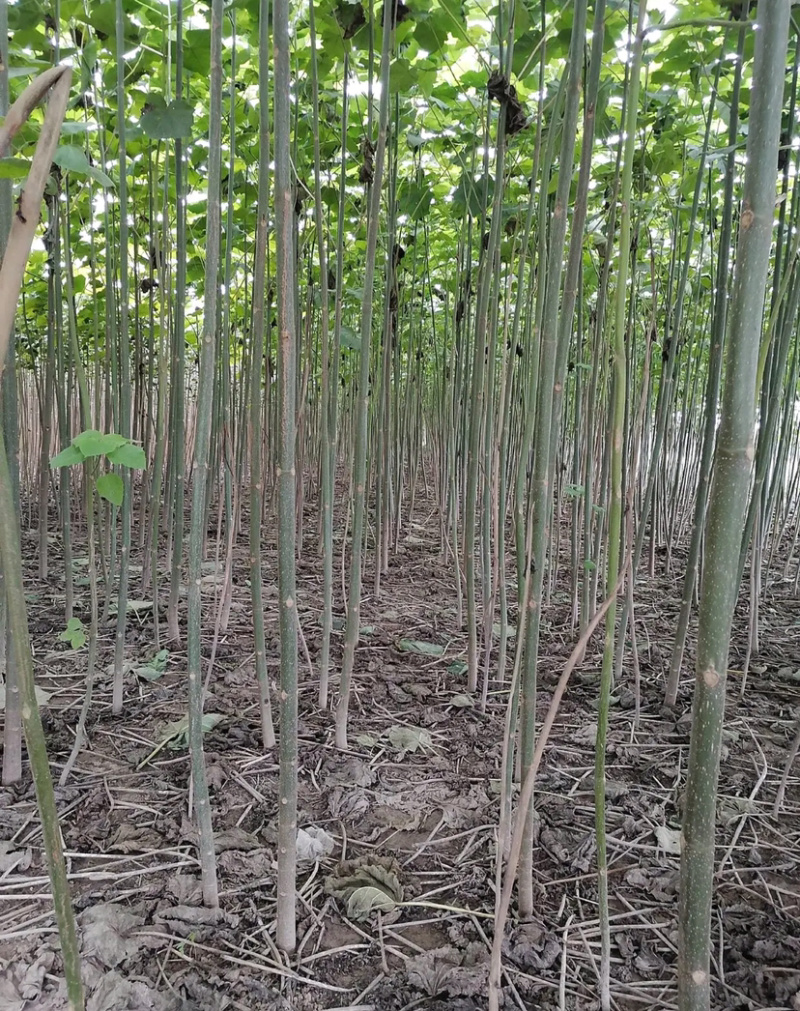 泡桐根四倍体泡桐根河南泡桐根泡桐根基地批发