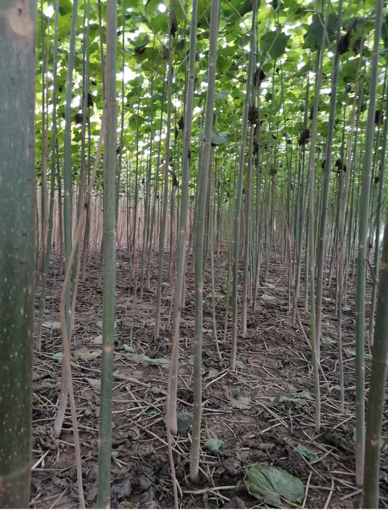 泡桐根四倍体泡桐根河南泡桐根泡桐根基地批发