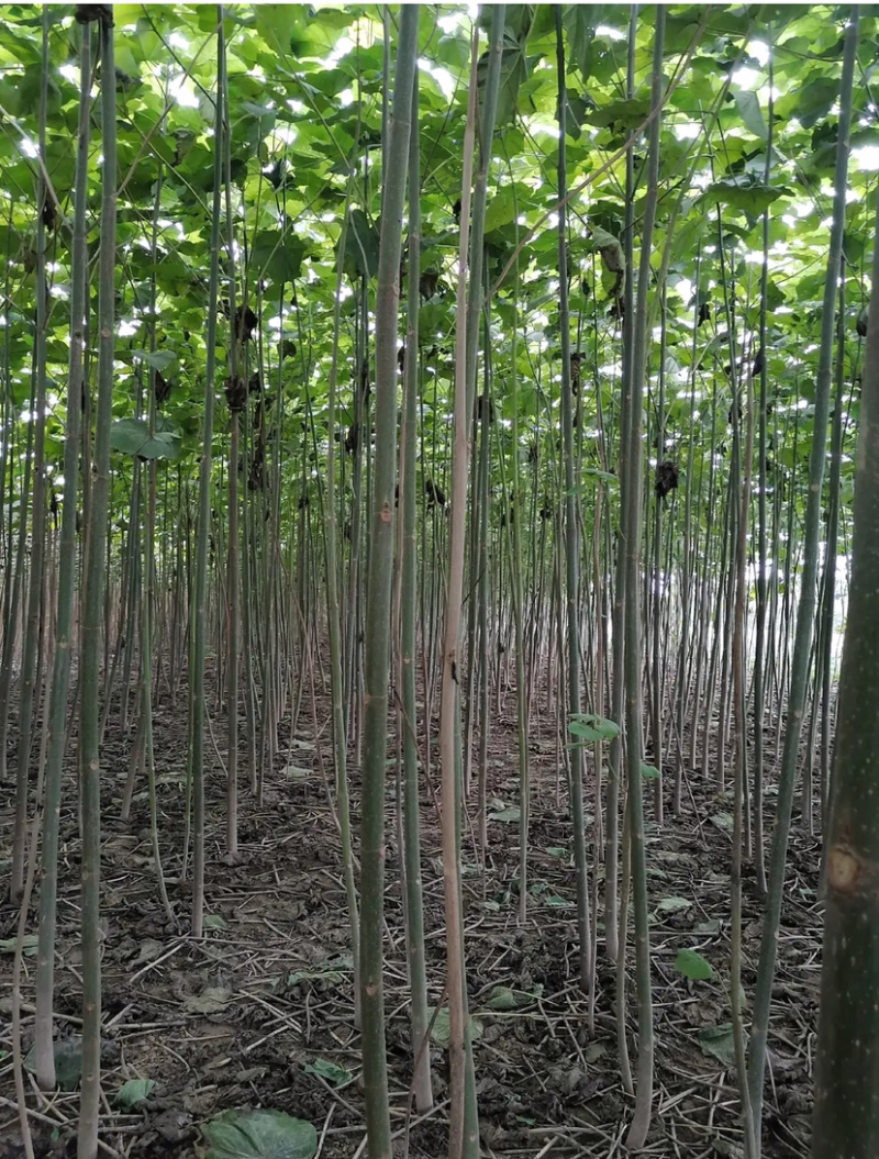 泡桐根四倍体泡桐根河南泡桐根泡桐根基地批发