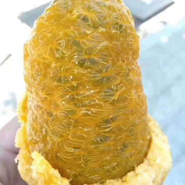 九月瓜九月黄拿滕果苗