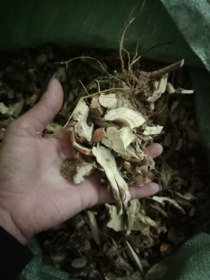 五指毛桃头粒！很靓的货颜色白净货如图片有