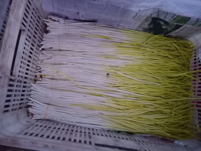 法姆沃克蒜黄种植农场宗旨是以质量求生存！！！