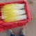 法姆沃克蒜黄种植农场宗旨是以质量求生存！！！