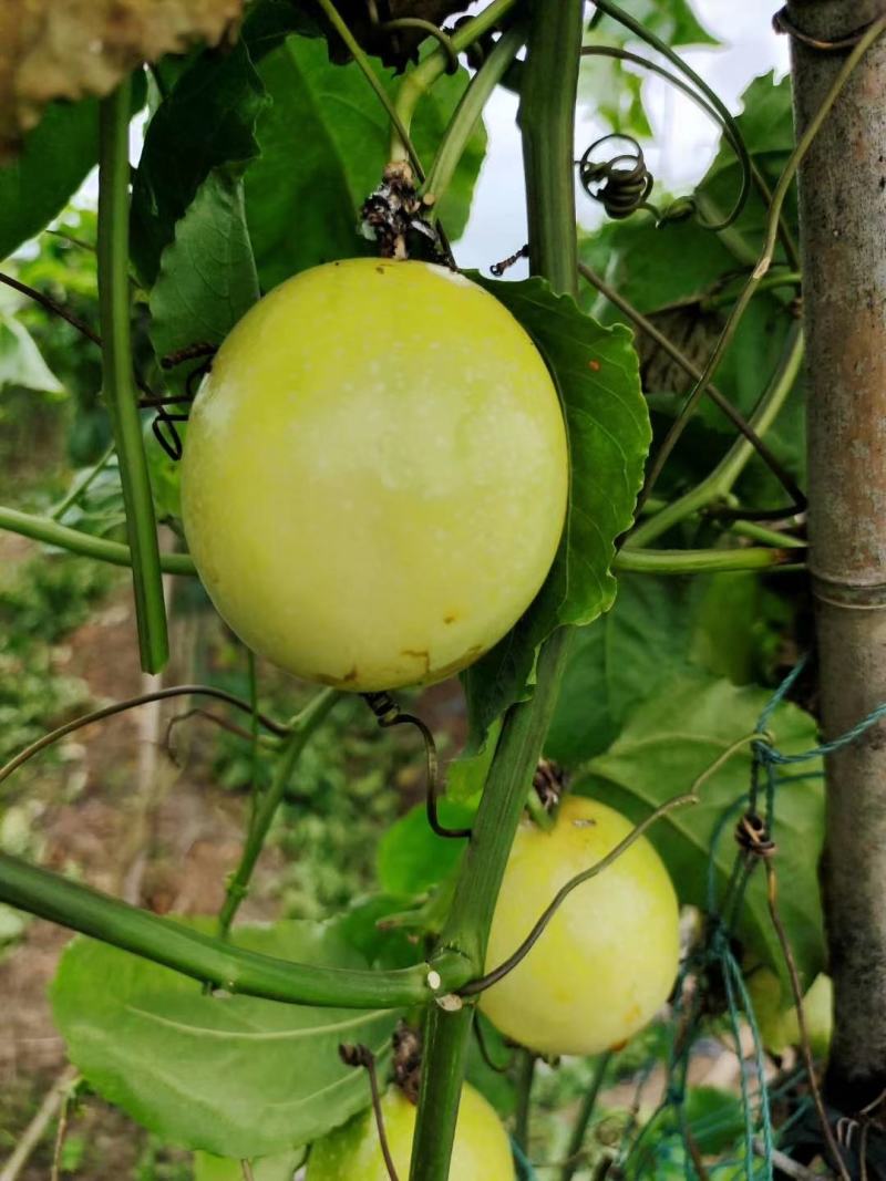 黄金百香苗紫香一号台农芭乐味蜂蜜味百香果苗