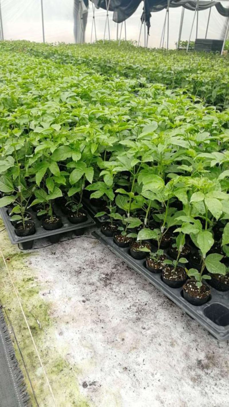 黄金百香苗紫香一号台农芭乐味蜂蜜味百香果苗