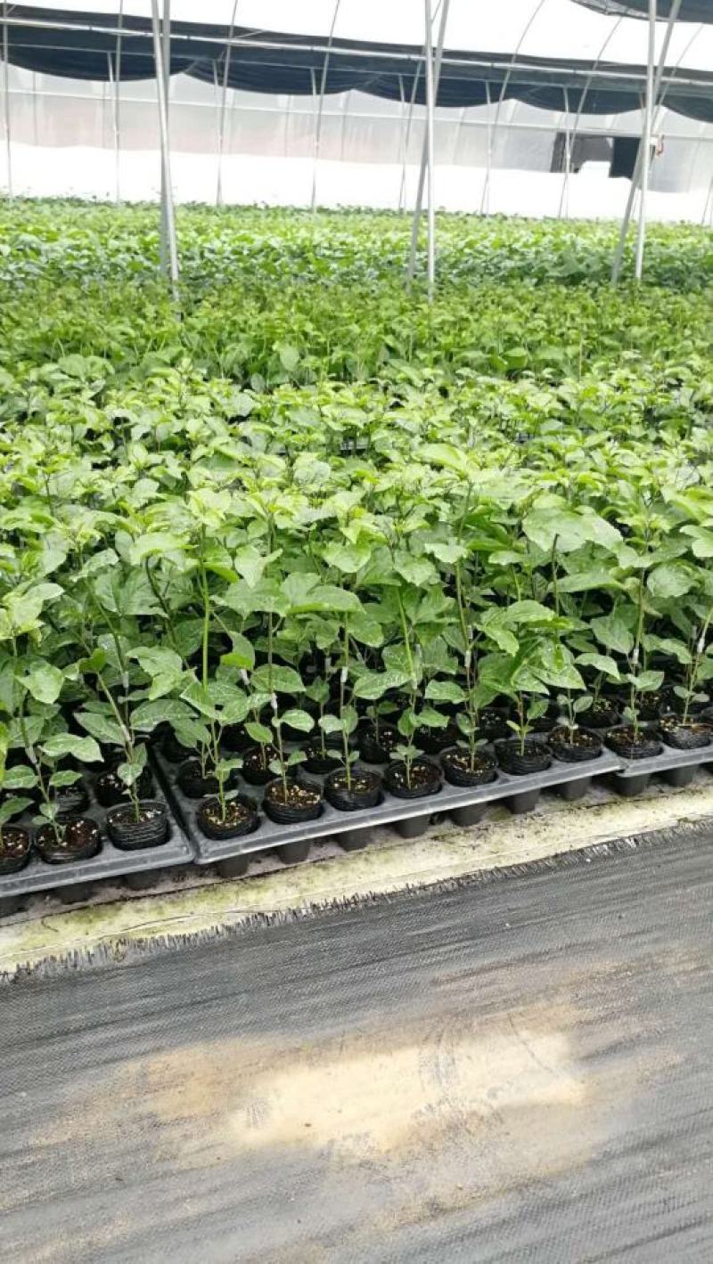 黄金百香苗紫香一号台农芭乐味蜂蜜味百香果苗