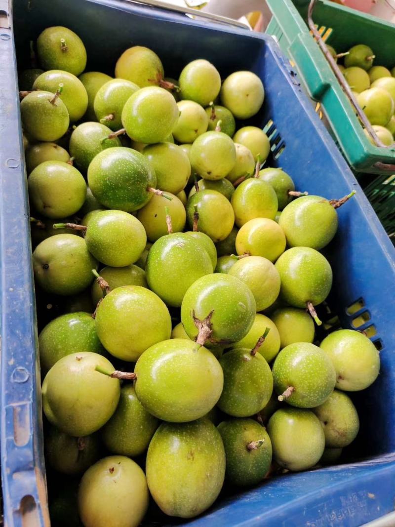 黄金百香苗紫香一号台农芭乐味蜂蜜味百香果苗