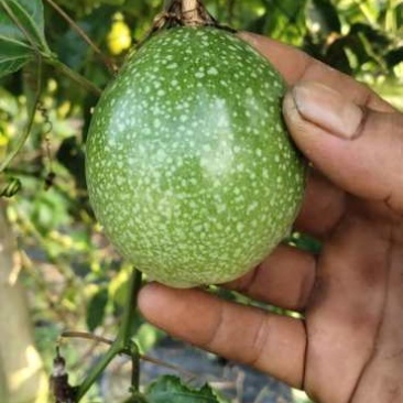 黄金百香苗紫香一号台农芭乐味蜂蜜味百香果苗