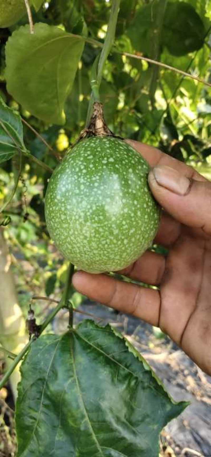 黄金百香苗紫香一号台农芭乐味蜂蜜味百香果苗