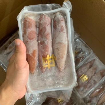 膏鱿鱼满籽鱿鱼母鱿母管带膏鱿鱼金字招牌品质保证
