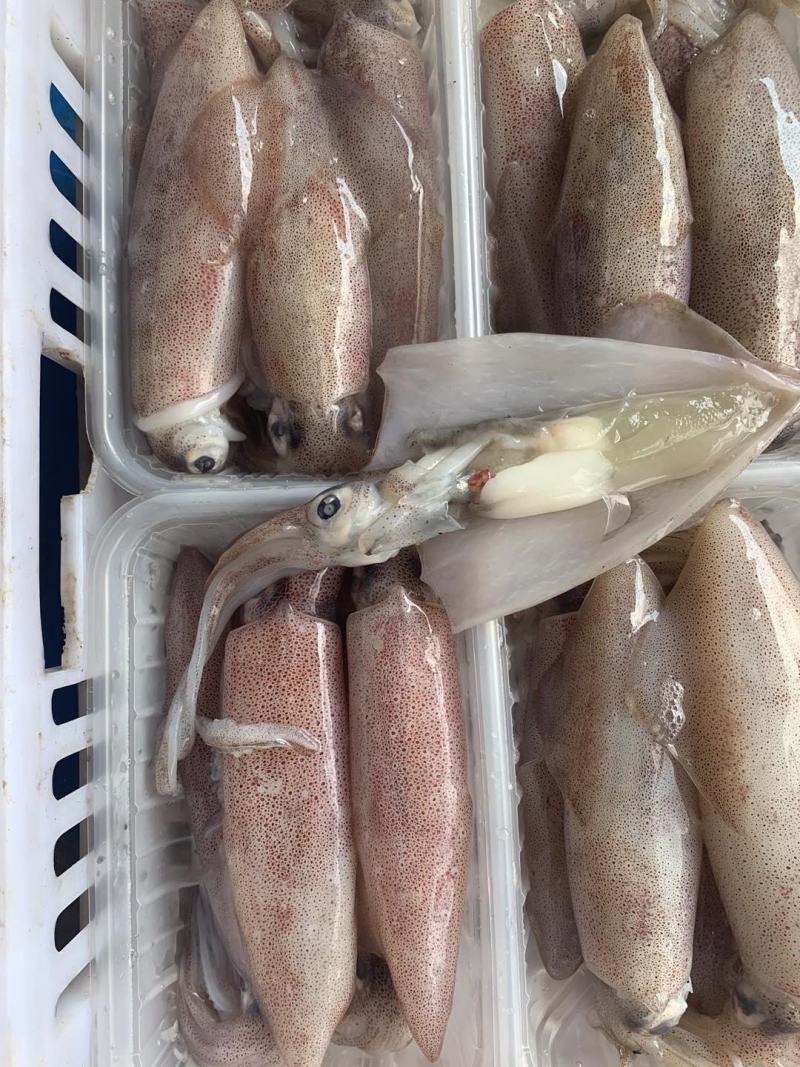 膏鱿鱼满籽鱿鱼母鱿母管带膏鱿鱼金字招牌品质保证