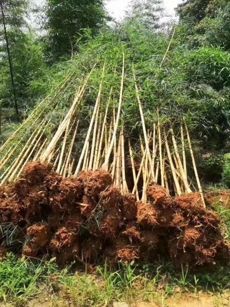 竹子紫竹子品类齐全诚信为本苗圃直发