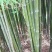 竹子紫竹子品类齐全诚信为本苗圃直发