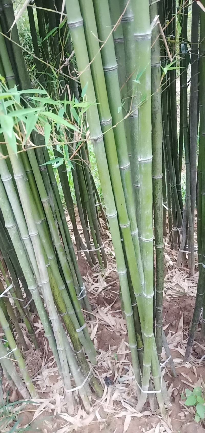 竹子紫竹子品类齐全诚信为本苗圃直发