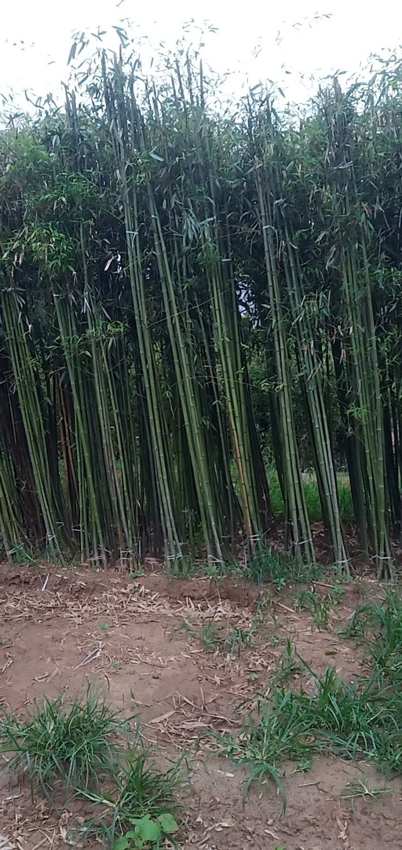 竹子紫竹子品类齐全诚信为本苗圃直发