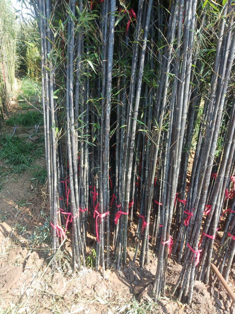 竹子紫竹子品类齐全诚信为本苗圃直发