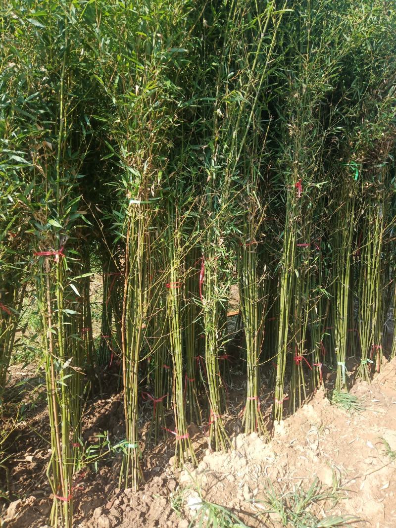 竹子紫竹子品类齐全诚信为本苗圃直发