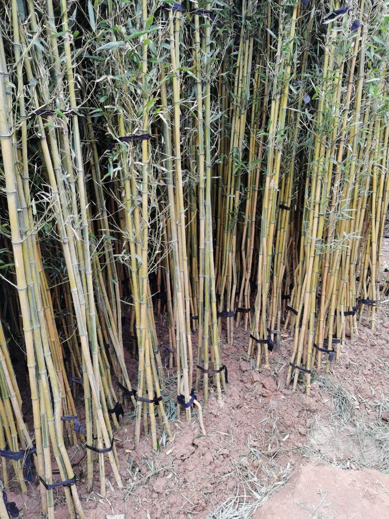 竹子紫竹子品类齐全诚信为本苗圃直发