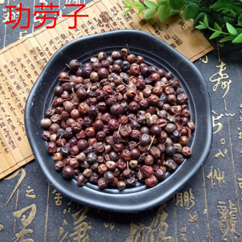 枸骨子十大功劳苗正品保证质量无理由退货退款