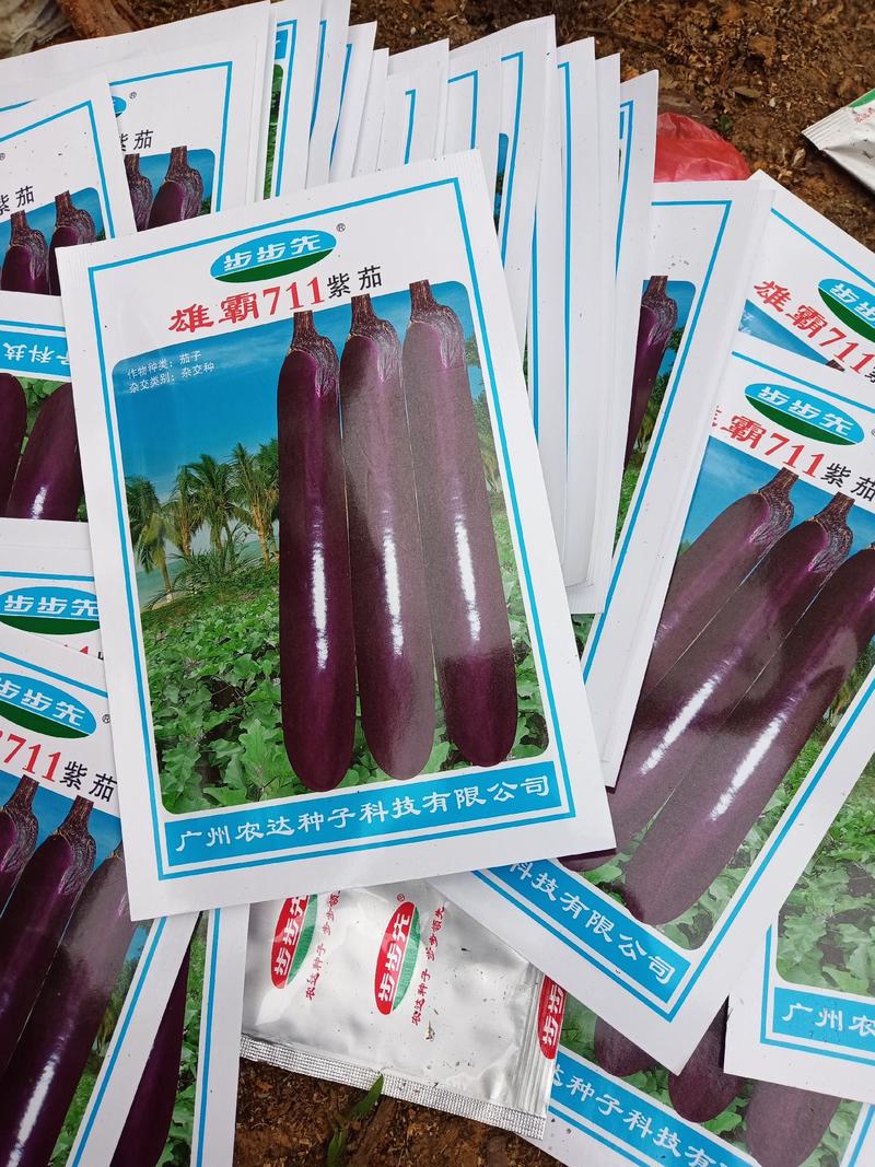 （推荐）育苗基地直供紫黑长茄苗，烧烤茄苗，色泽好，产量高