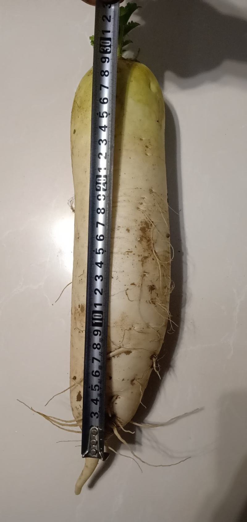 新鲜刚成熟的白萝卜！！！！！