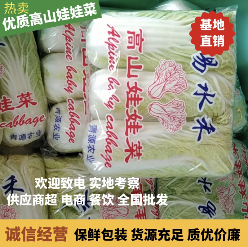 基地直销精品黄心娃娃菜对接商超，餐饮，量大从优