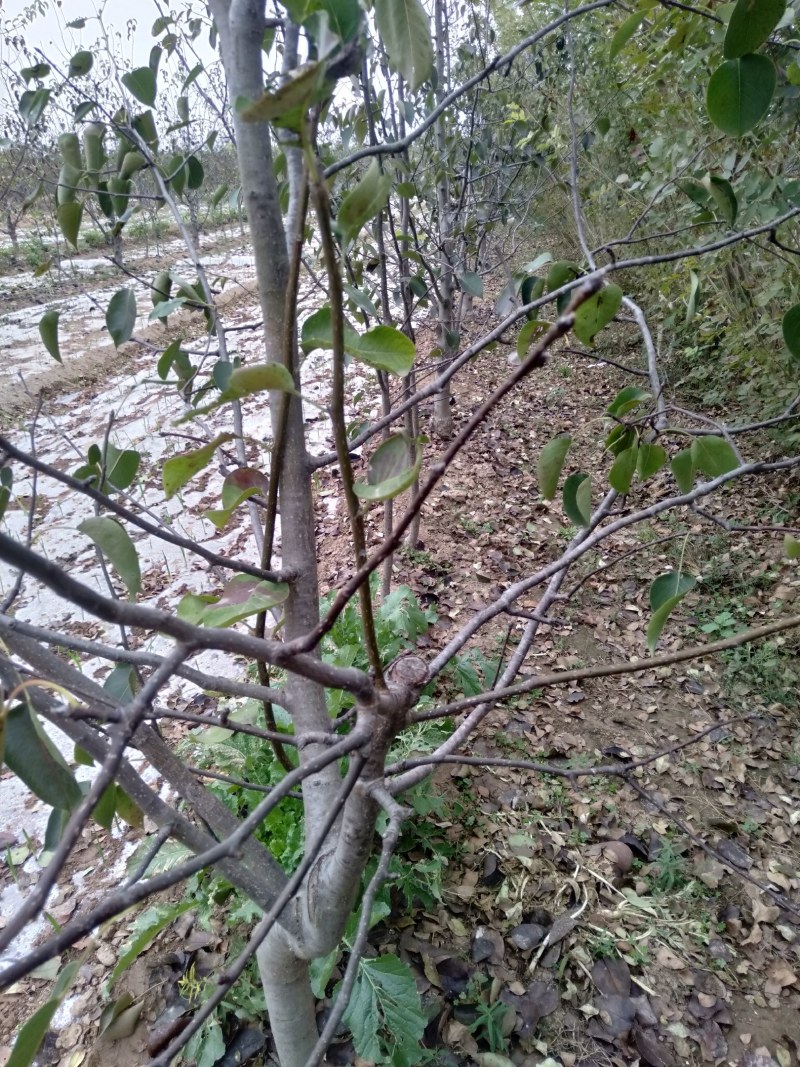 优质金顶谢花酥梨苗品种纯正