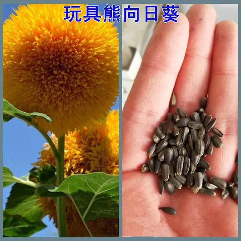 矮向日葵种子食用向日葵花种籽子盆栽观赏四季种开花孑植物室