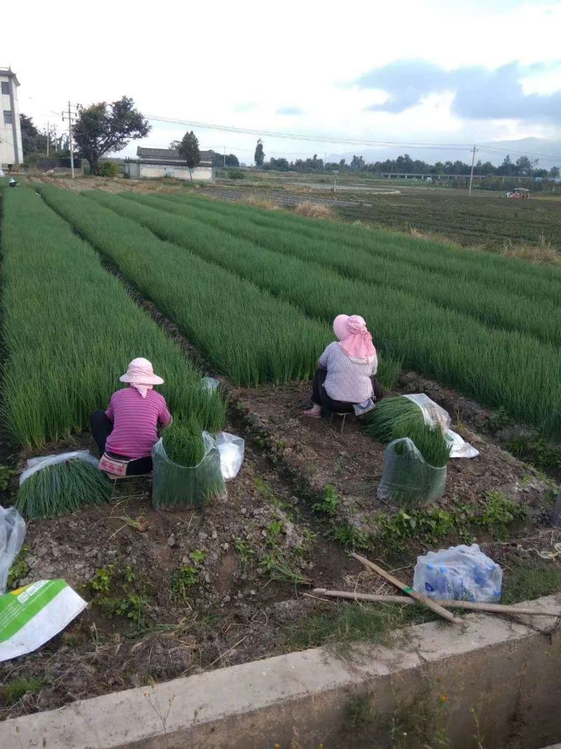 四川火葱头（红葱头，黄葱头，铁杆葱产地直销，可视频看货)