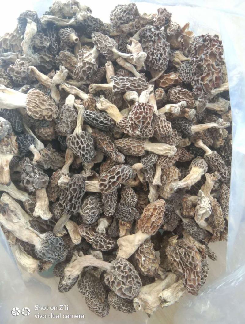 野生羊肚菌***羊肚菌，野生菌山珍，特级野生羊肚菌